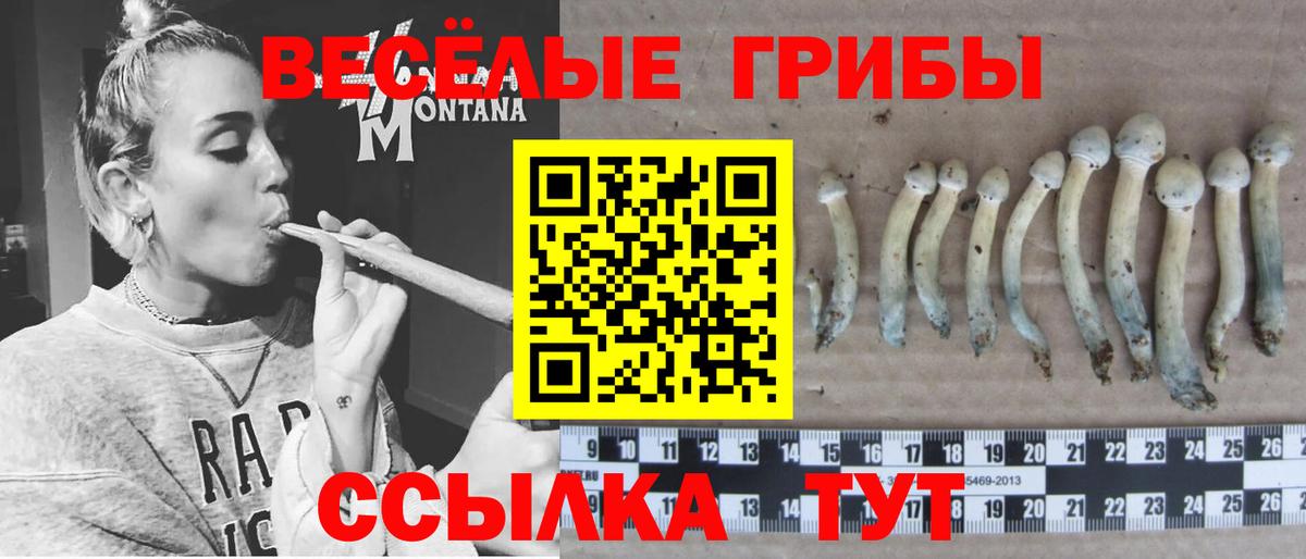 Гурьевск  Псилоцибиновые грибы GOLDEN TEACHER  как найти закладки  Вход с VPN  Галлюциногенные грибы Psilocybine cubensis 